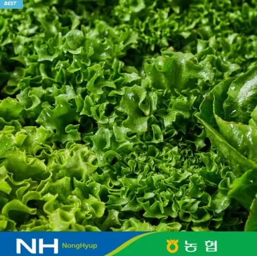 유러피안샐러드 6종 중 3-4종 랜덤발송 1kg (5,890원/무료)