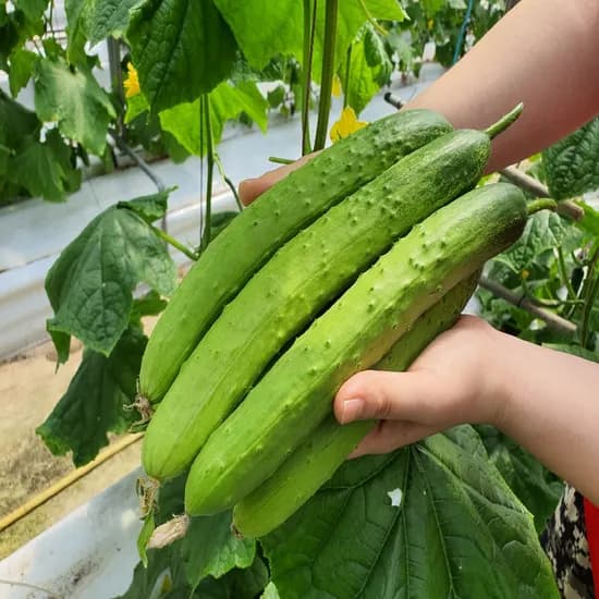 백다다기오이 2kg (8600원/무배)