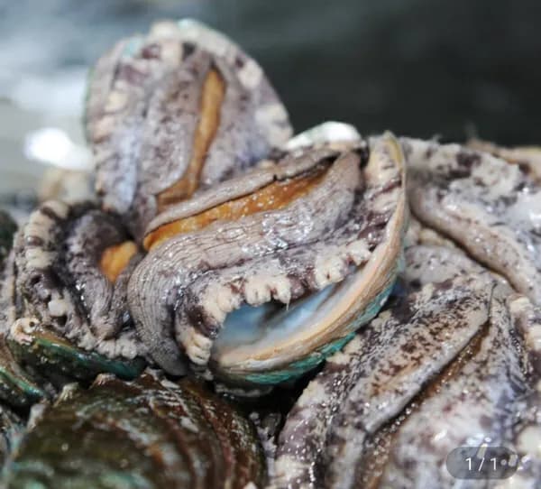 완도 참전복 kg 6-7미 (19,900원/무료)1