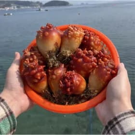 국내산 앵치 멍게 3kg (9,500원/무료)