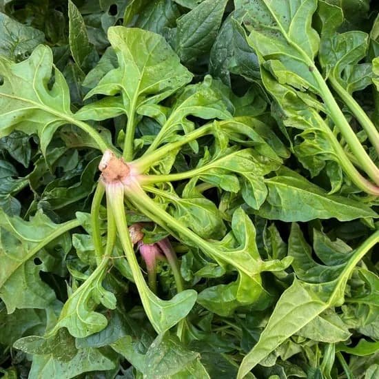 해풍맞고 자라 달큰한 노지 시금치 1kg (6,930원/무료)