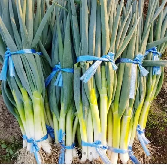 햇 깐 대파 1.6kg 2단 (5,90원/무료)3