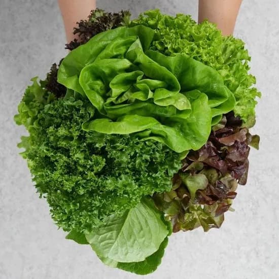 스마트팜 유러피안 샐러드 1kg