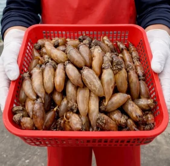 국내산 미더덕 500g (3,930원 / 무료)1