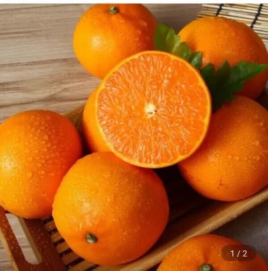 제주 천혜향 가정용 중소과 4kg 22-35과