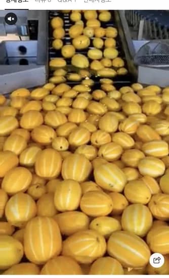 성주참외 꿀참외 못난이 가정용 10kg (48,900/무배)