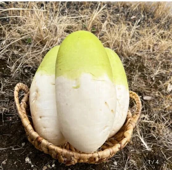 제주 월동무 10kg (7,270원/무배)