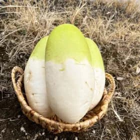 국내산 제주 세척 무 실중량 10kg(7,270원/무료)