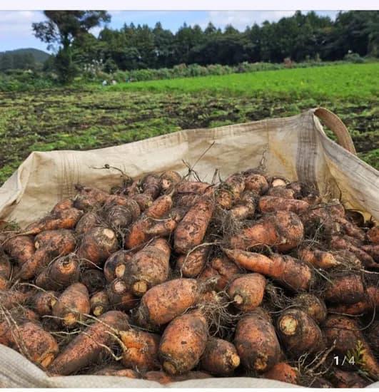제주 구좌 흙 왕당근 5kg (0,500원/무배)1