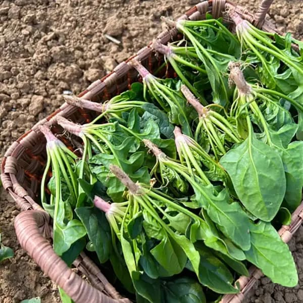 26년 무안황토밭 시금치 1kg (5,480원/무료)