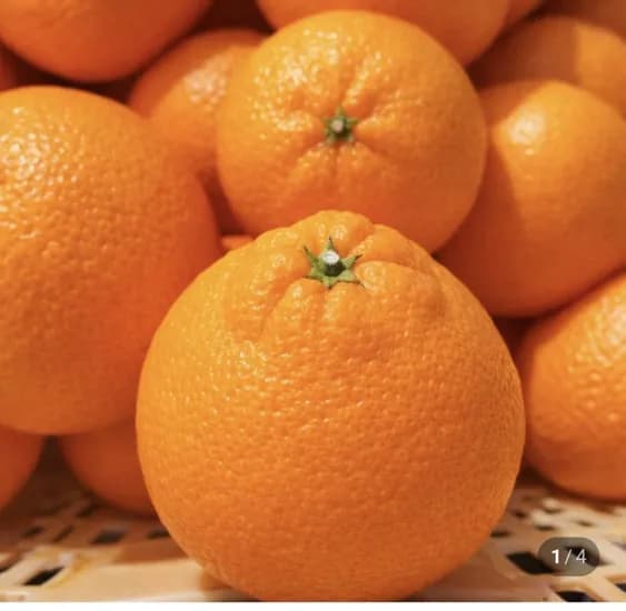 제주 한라봉 가정용 2.5kg (13,500원/무료)