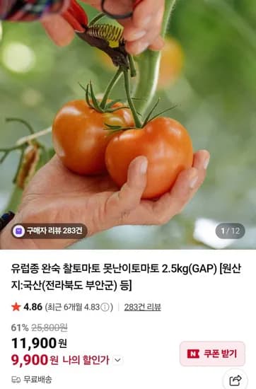 유럽종 완숙 못난이토마토 2.5kg (10,000원/무료)