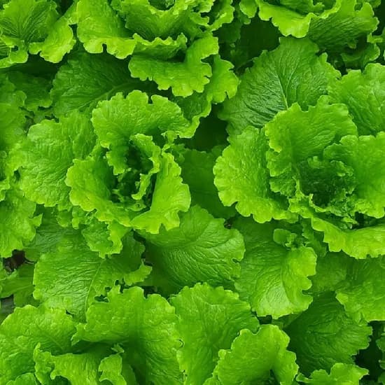 로메인상추1kg (4,990원/무배)