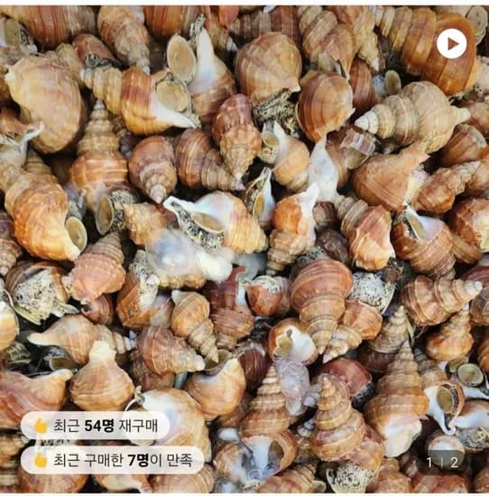 활 살고동 1kg (7,960원~/무료)