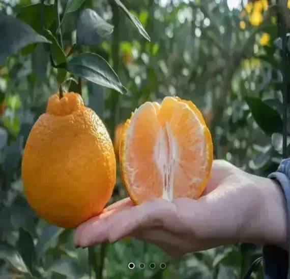 한라봉 4kg 로얄 혼합과 13과~5과 (9,900원/무료)2