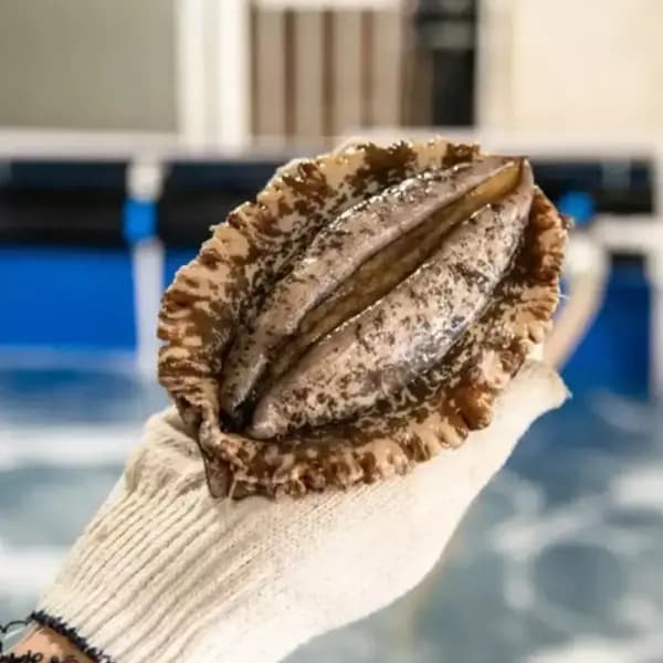 완도 활전복 6-7미 1kg (20,260/무료)