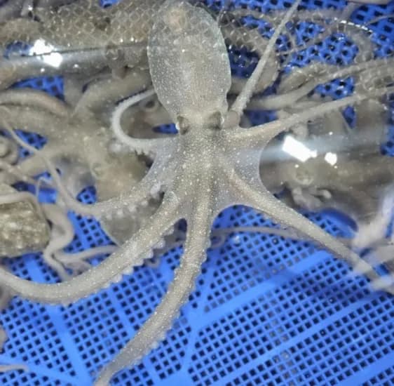 목포무안 뻘낙지 5마리(23,560원/무배)