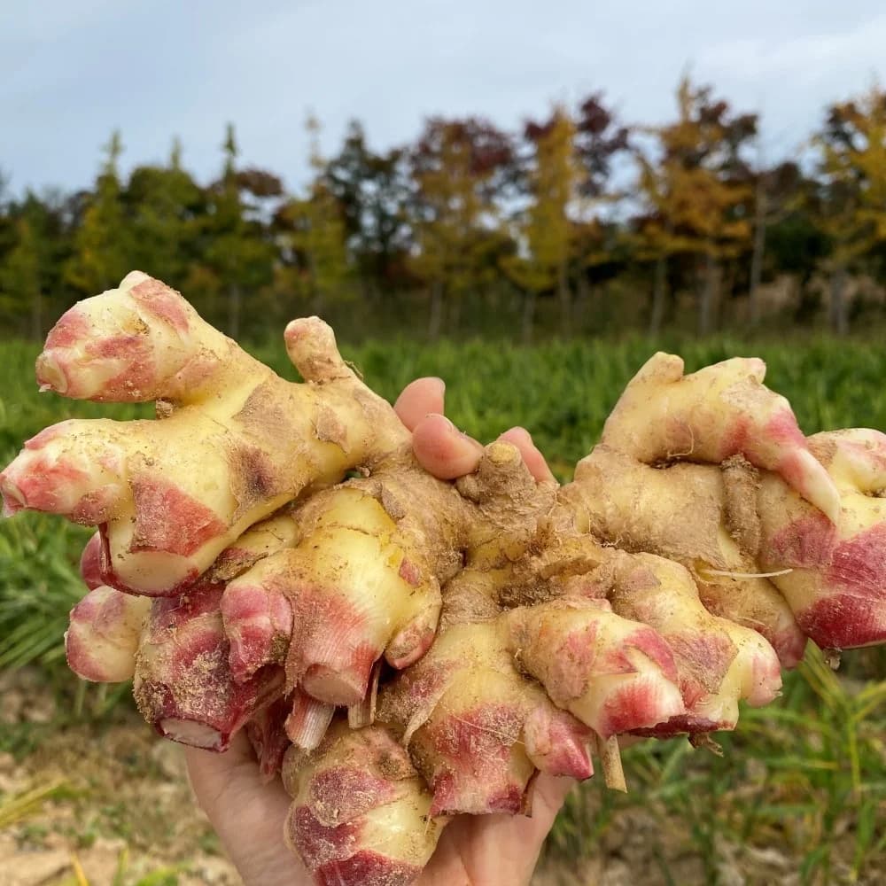 국내산 흙생강 1kg