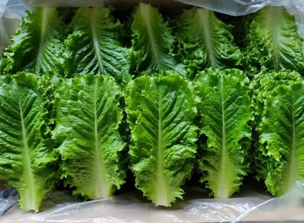산지직송 로메인2kg(7,900원/무배)