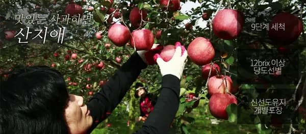 산지애 사과하나 사과 원액 쥬스 120ml 30개 (32,210원/무배)