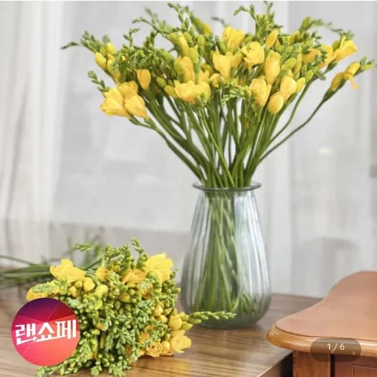 프리지아 생화16~20송이 (8,980원/무료)