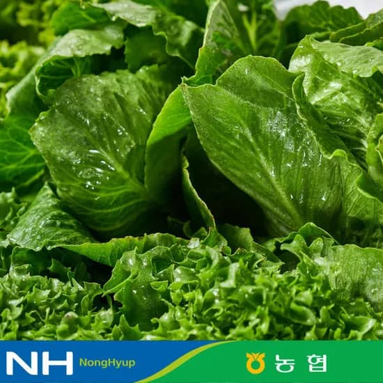 샐러드채소 1kg (5,810원/무료) 신한계좌쿠폰 적용가 810원