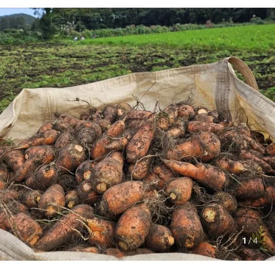 제주당근 구좌당근 5kg (8500원/무료)