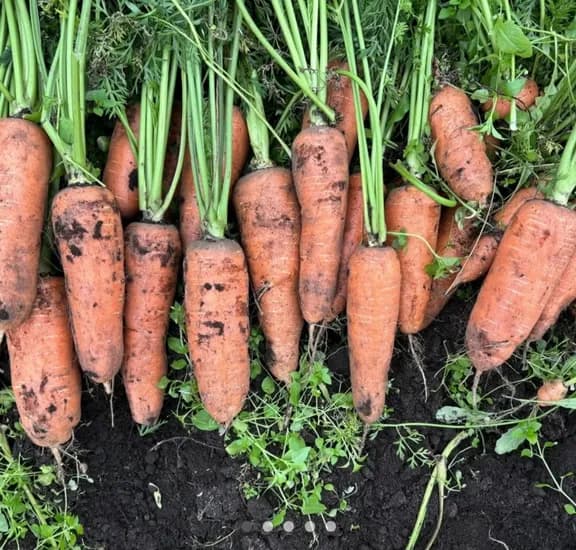 제주 구좌당근 5kg 왕 (8,000원/무료)