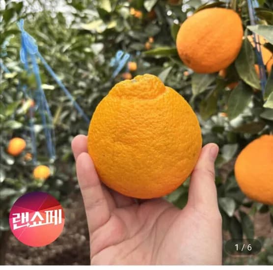 제주 노지 한라봉 실중량 4.5kg 혼합 (1,710원/무료)1