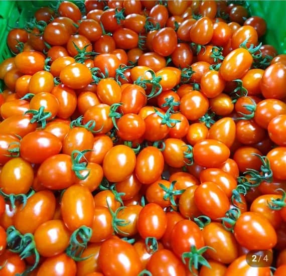 대추방울토마토 2kg 로얄과 (9,900원/멤버십무료)