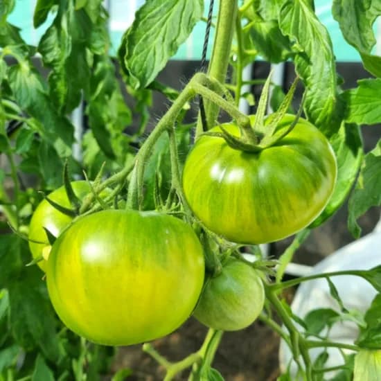 대저 짭짤이 토마토 1kg