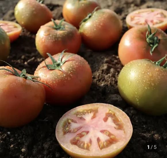 완숙 찰토마토 5kg 중소과