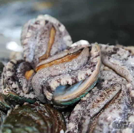 완도 활전복 5미