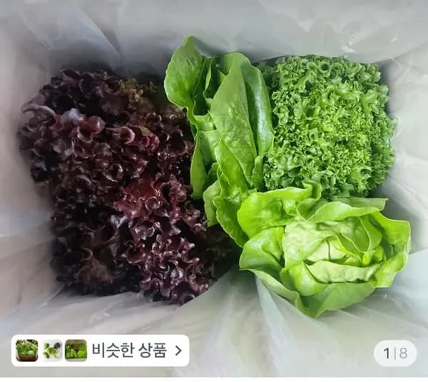GAP인증 유러피안 샐러드 1kg (6,400원/무료)