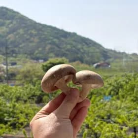 국내산 생 표고 실속형 2kg (13,230원/무료)