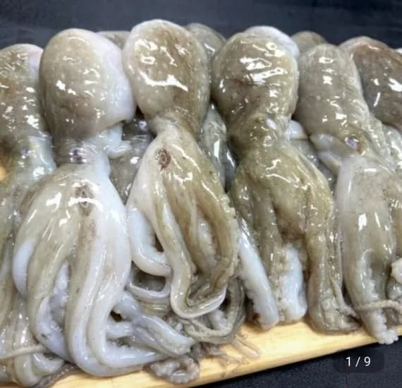 대왕 선동 활 쭈꾸미 1kg (7~10미 내외)(유클 17,30원/무료)4