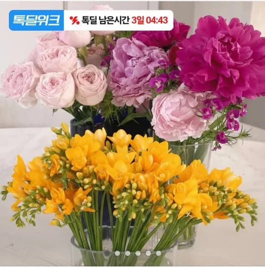 프리지아 30송이