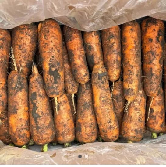 제주 햇 구좌당근 주스용 5kg