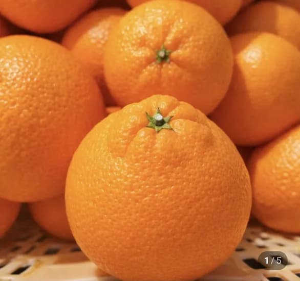 한라봉 2.5kg 소과 가정용