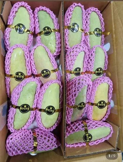 무지개망고 5kg 12-14과