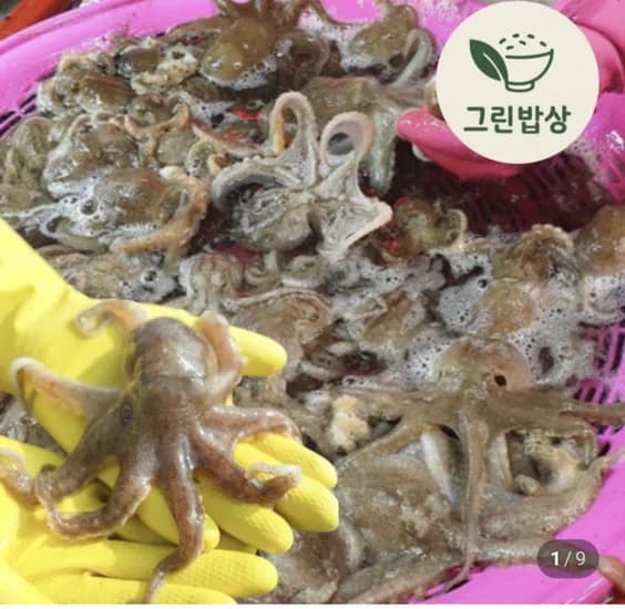 국내산 활 알배기 쭈꾸미 kg (29,900원/4,000원)1