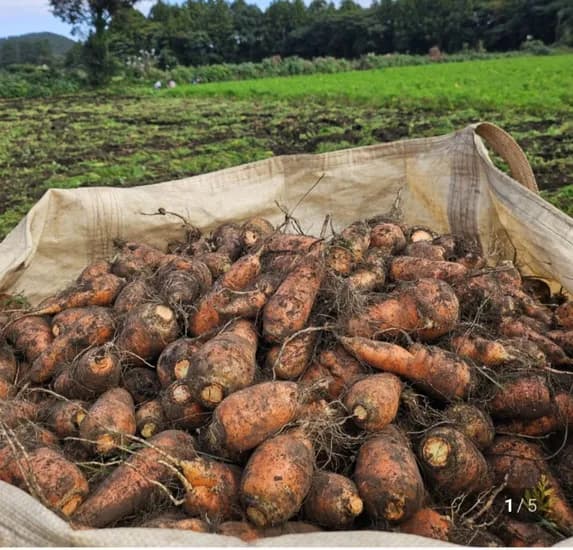 제주당근 구좌당근 왕사이즈 5kg~ (7,500원/무배)