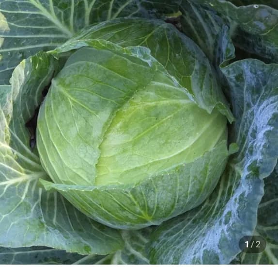 국내산 양배추 4kg 내외 (5,700원/무배)