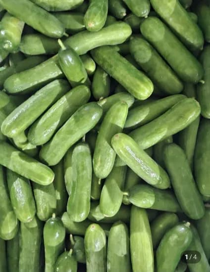 미니오이 1kg (8,900원/무배)