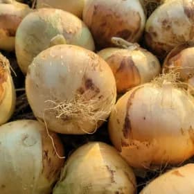 햇 양파 특상 3kg (6,130원/무료)