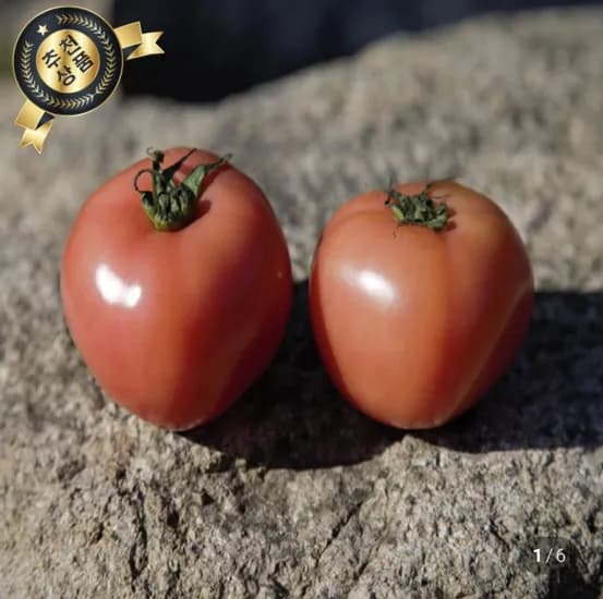 완숙토마토 5kg 중과 (13,900원/무료)