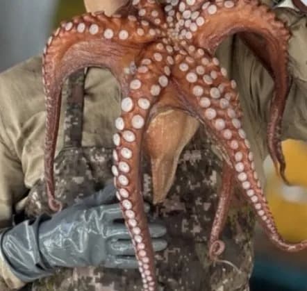 산지직송 통영 자연산 돌문어 1kg(23,00원/무료)4