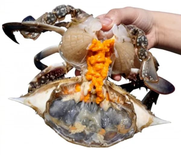 제철 활 암꽃게 1kg (18,60원/무료)9