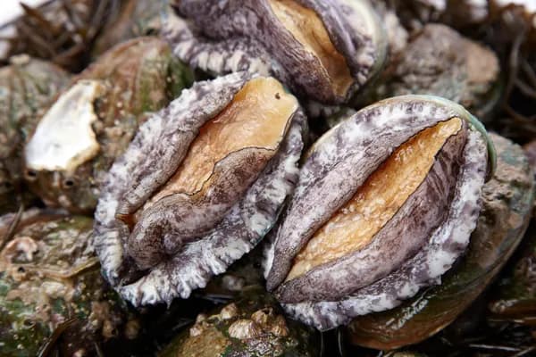 완도보물활전복 7-8미 1kg + 손질칼 (22,928원/무료)