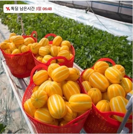 선별상품 고당도 성주 꿀참외 소과 5kg 등 다양 (26,900원 /무배)